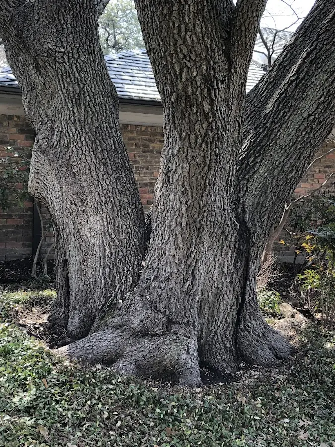 Mature heritage tree close to a Franklin property cared for by certified arborists